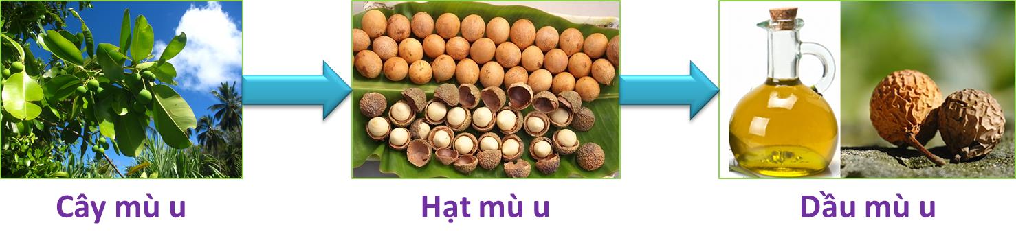 Bộ Bột Nhàu Và Dầu Mù U Ecolife