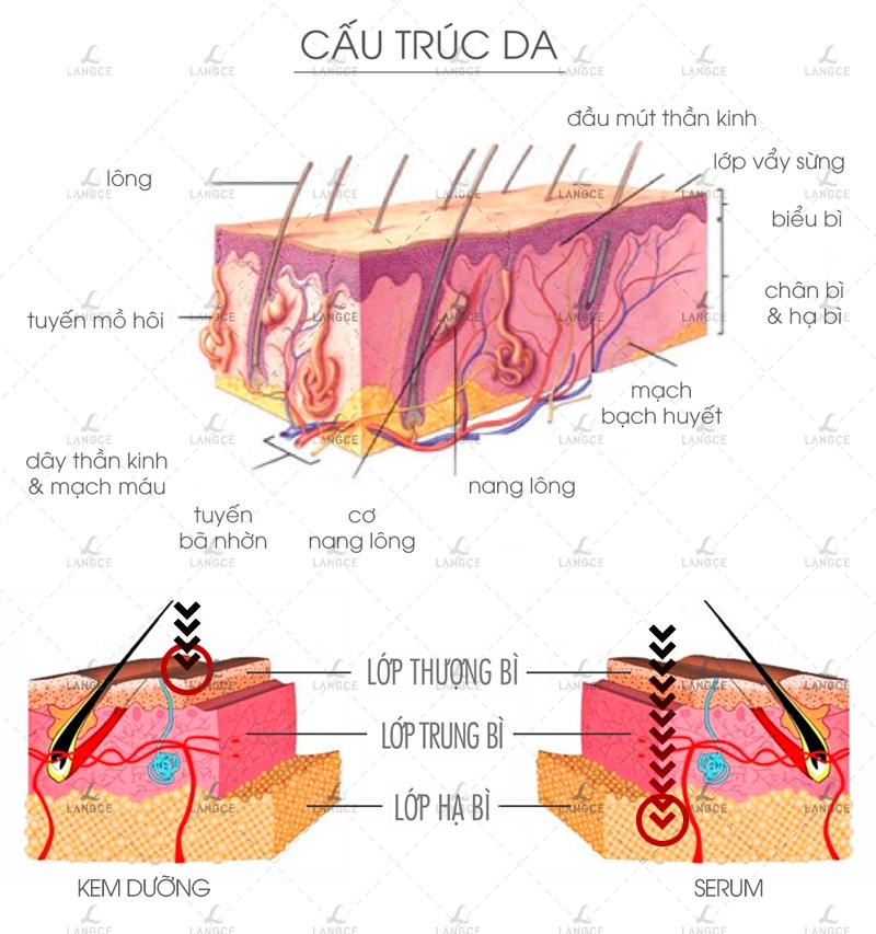 Serum Chữa Nám, Tàn Nhang, Đồi Mồi Collagen+ Đẹp Da 12ml LANGCE Total Beauty dành cho nam
