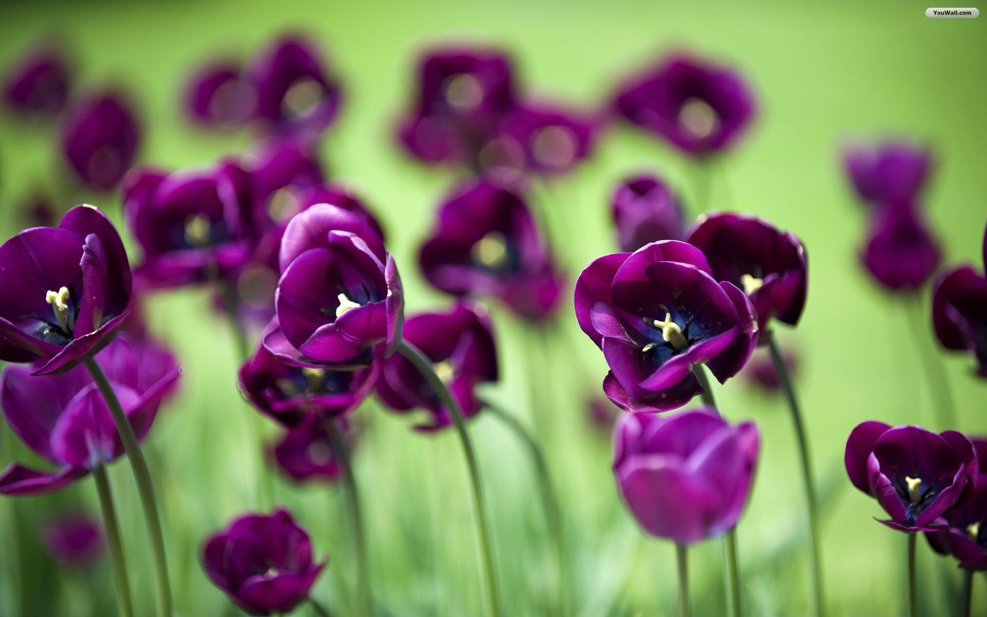 violet-tulips-wallpaper.jpg