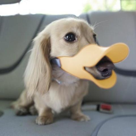 Puppy_with_Duckbill_muzzle_on_480x480_a3c7c419-5796-4c07-831b-9e9e38e0f8f0_grande.jpg