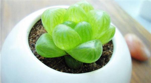 hạt giống sen đá kim cương