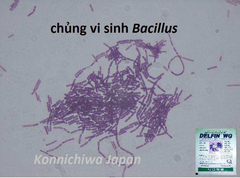 Bacillus_thuringiensis-gram-stain.jpg