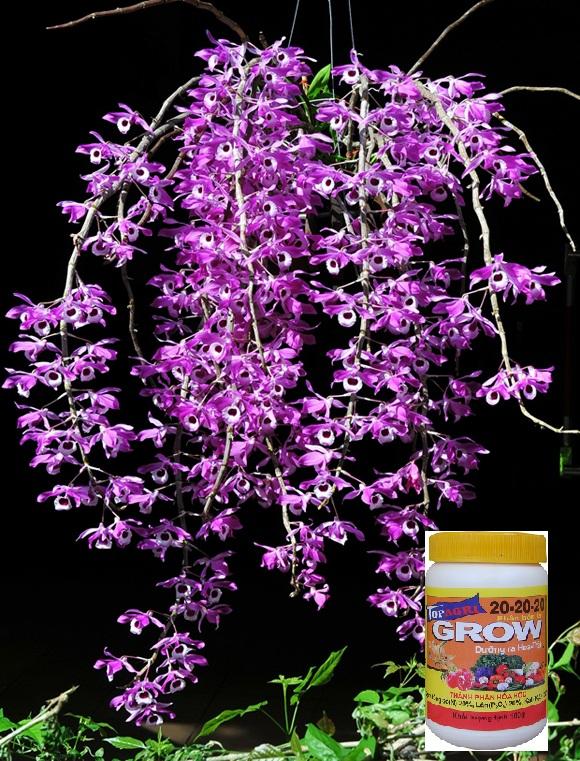 dendrobium-lituiflorum.jpg