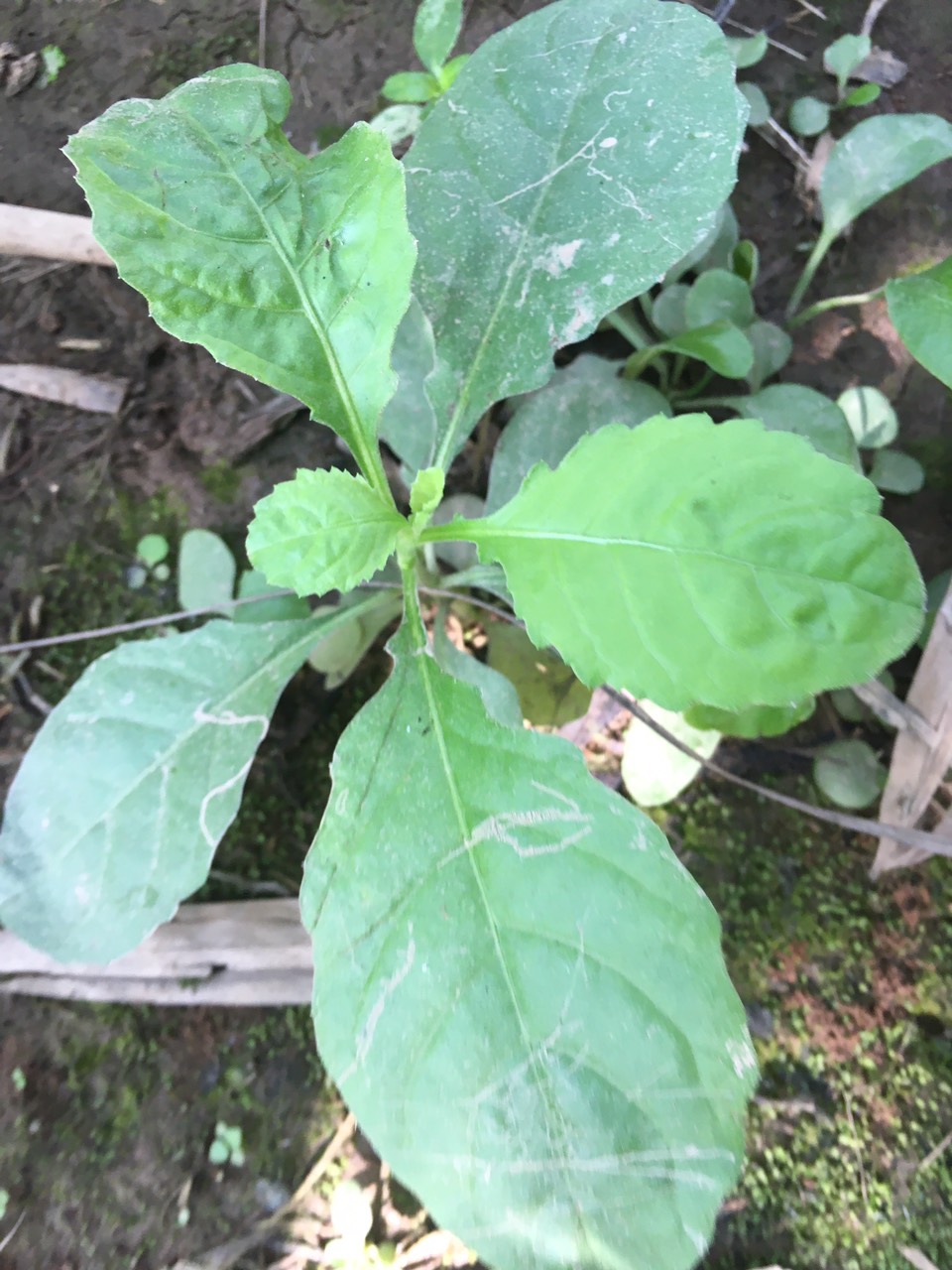 Cải trời 1kg