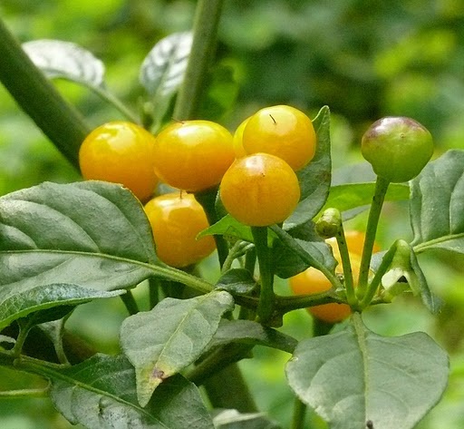 Chậu cây giống ớt Peru Aji Charapita - Hình thật khách nhận được ở cuối bài viết