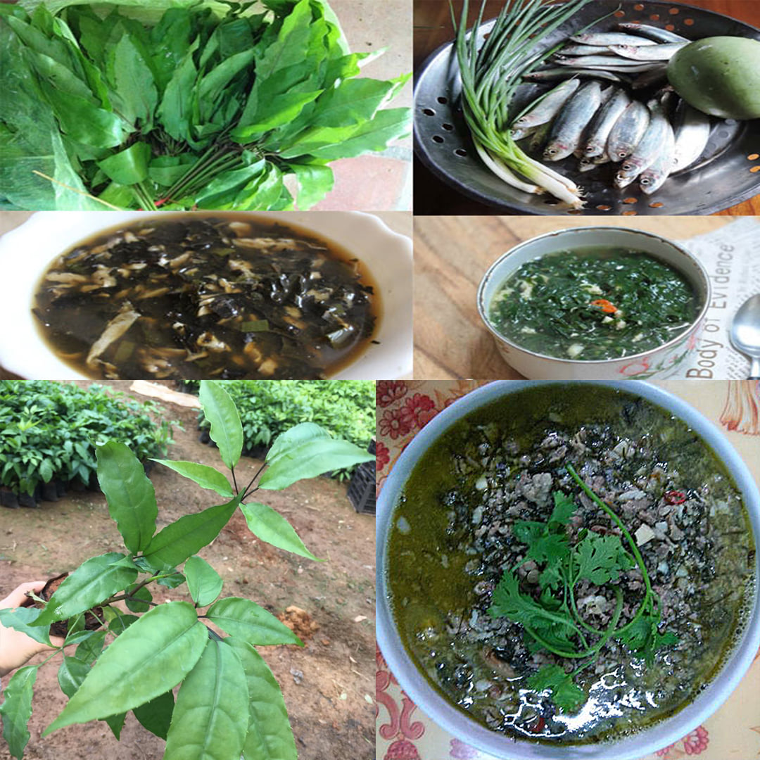 Giống cây Lá Đắng Cây Lá Lằng Lá Chân Chim Đặc Sản Thanh Hóa - Cây đẹp cao 40-50cm khoảng 8 tháng tu