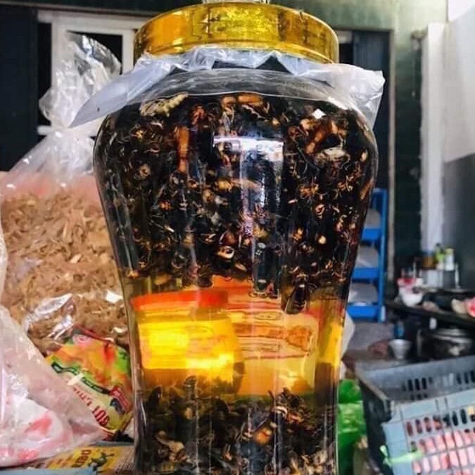 ONG ĐẤT