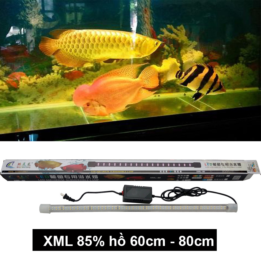 Đèn LED XML 85%  cho hồ bể cá rồng 60cm - 80cm dài 60cm 2 hàng ánh sáng vàng