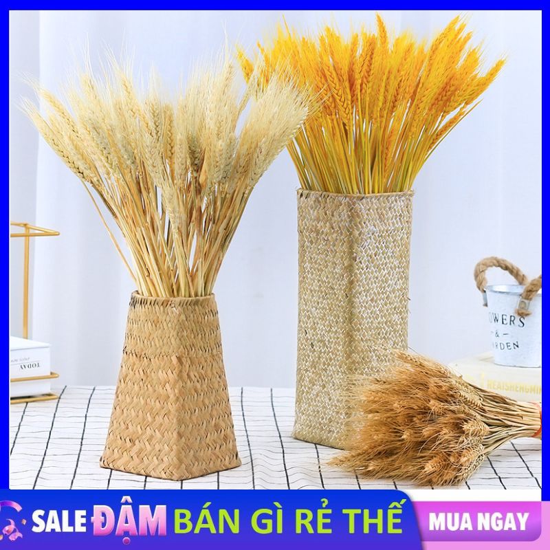 Bó 100 Bông Hoa Lúa Mạch Vàng Natural Decor Trang Trí Nhà Cửa Dẹp Mắt Sang Trọng May Mắn - Bông Lúa 