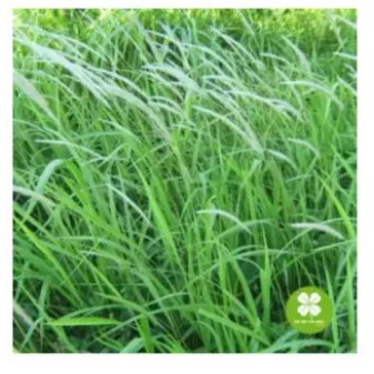 Bạch Mao Căn (rễ cỏ tranh) khô 1kg - EG164