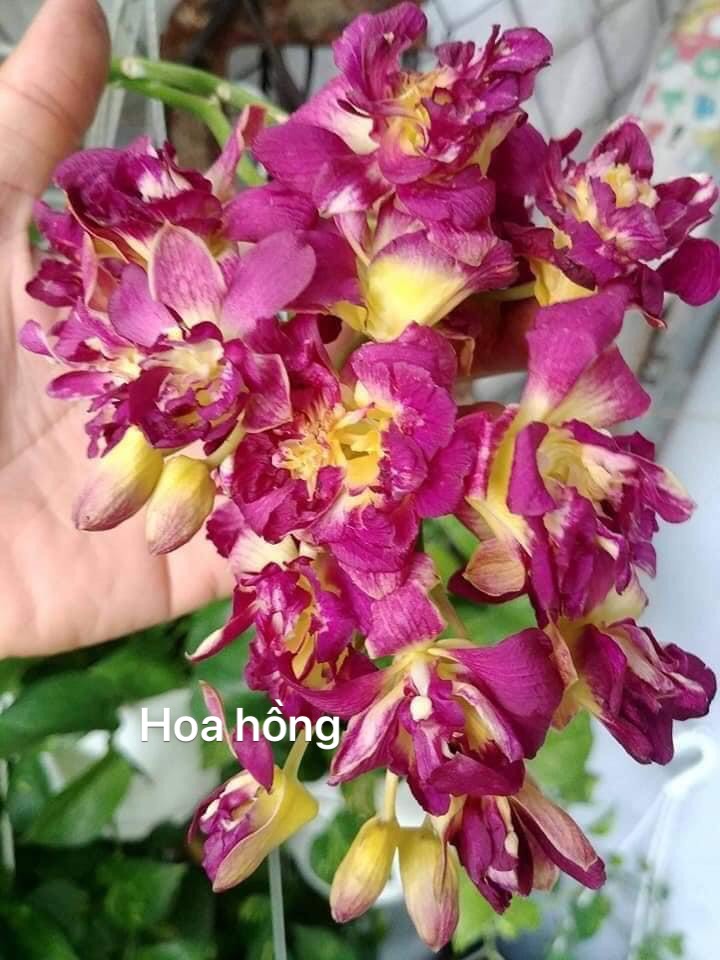 Lan Dendro Hoa Hồng Đỏ cây đẹp siêng hoa