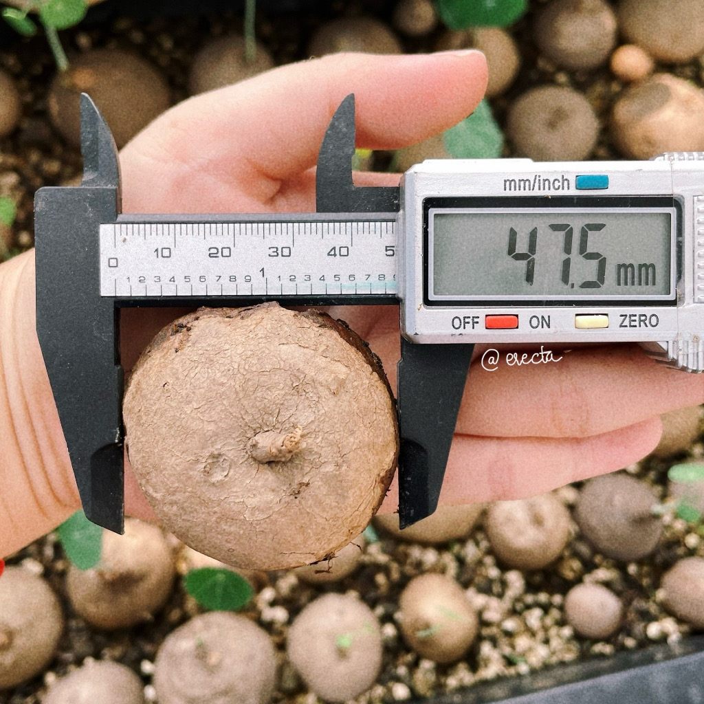 Củ bình vôi Thái - Stephania Erecta