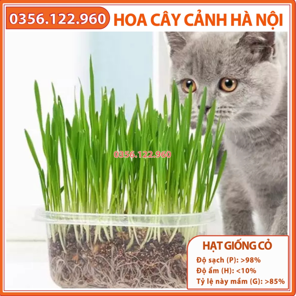 Hạt giống cỏ tươi cho chó mèo thú cưng gói 50g - Cỏ Mèo - Cỏ lúa mì (Cat Grass) - Hạt giống cỏ tươi cho mèo