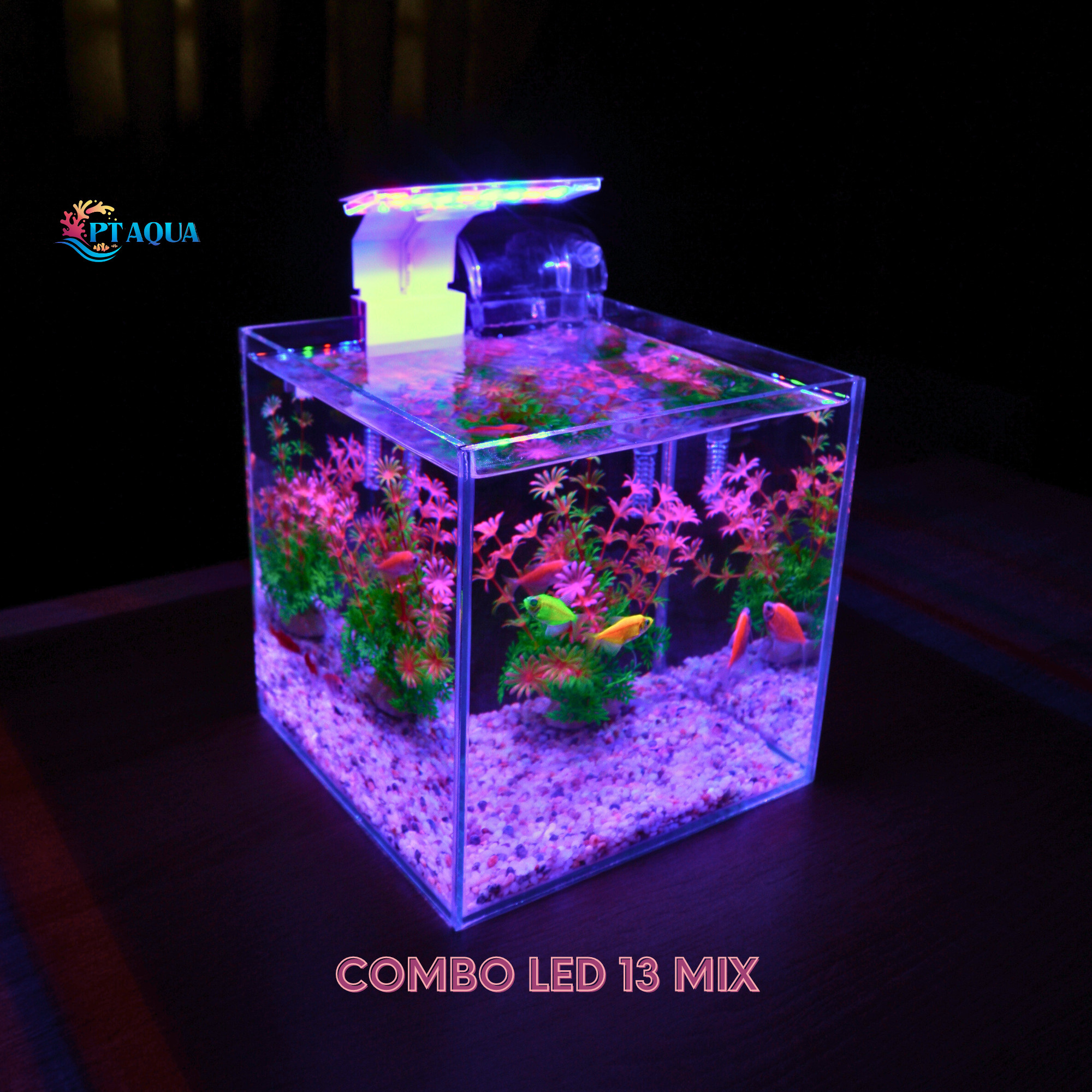 Bể cá mini để bàn CUBIC 20 combo nhiều mẫu nhỏ xinh phù hợp nuôi cá cảnh để bàn