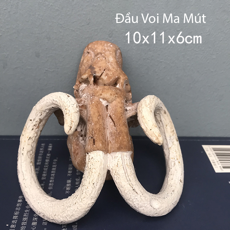 Đồ chơ khảo cổ đào hóa thạch đầu động vật vượn người hổ răng nanh chim ưng Đồ chơi giáo dục. truy tì