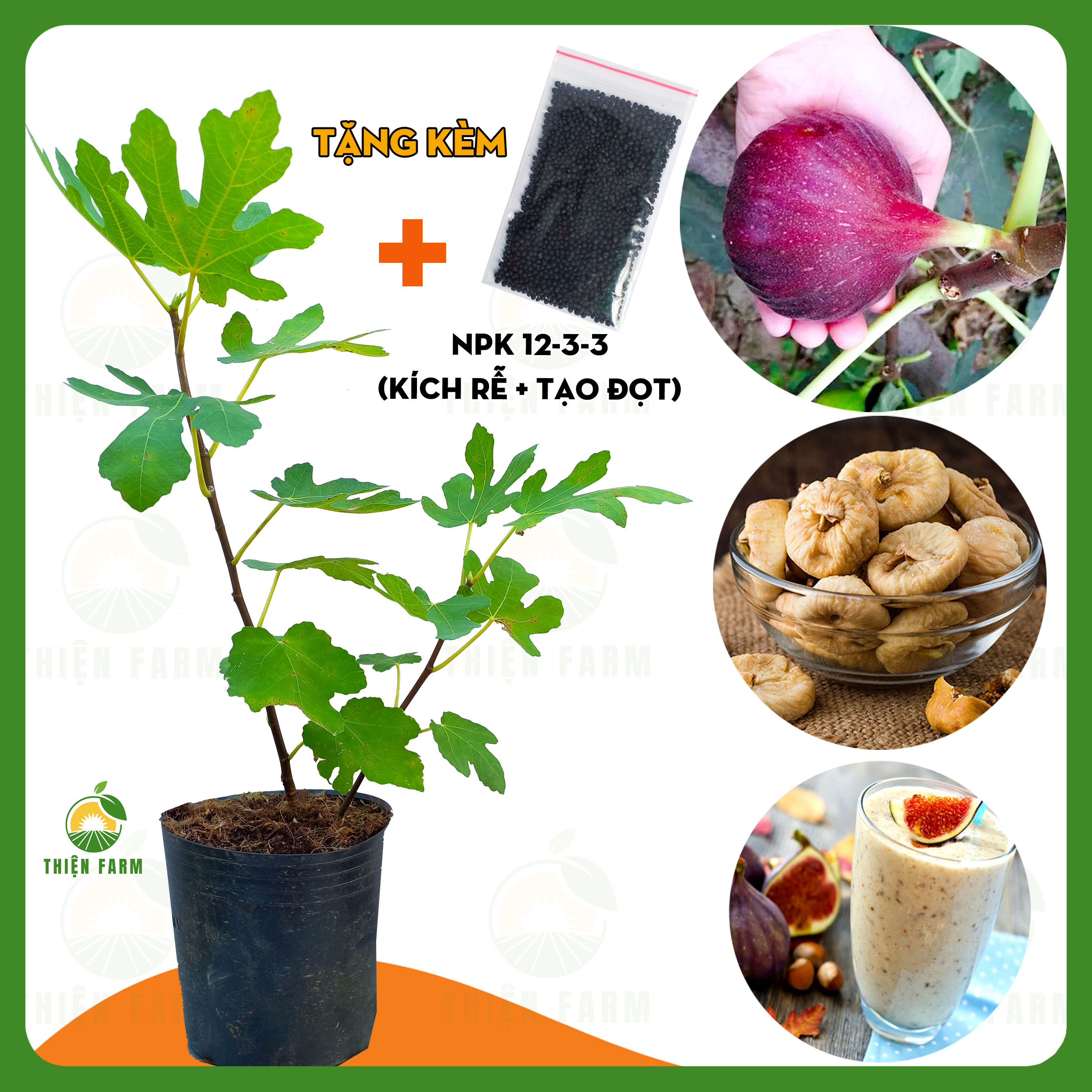 Cây Sung Mỹ Quả Đỏ THIỆN FARM quả lớn thịt mềm nhiều mật ngọt sánh sung mỹ Brown Turkey cây cao 50cm