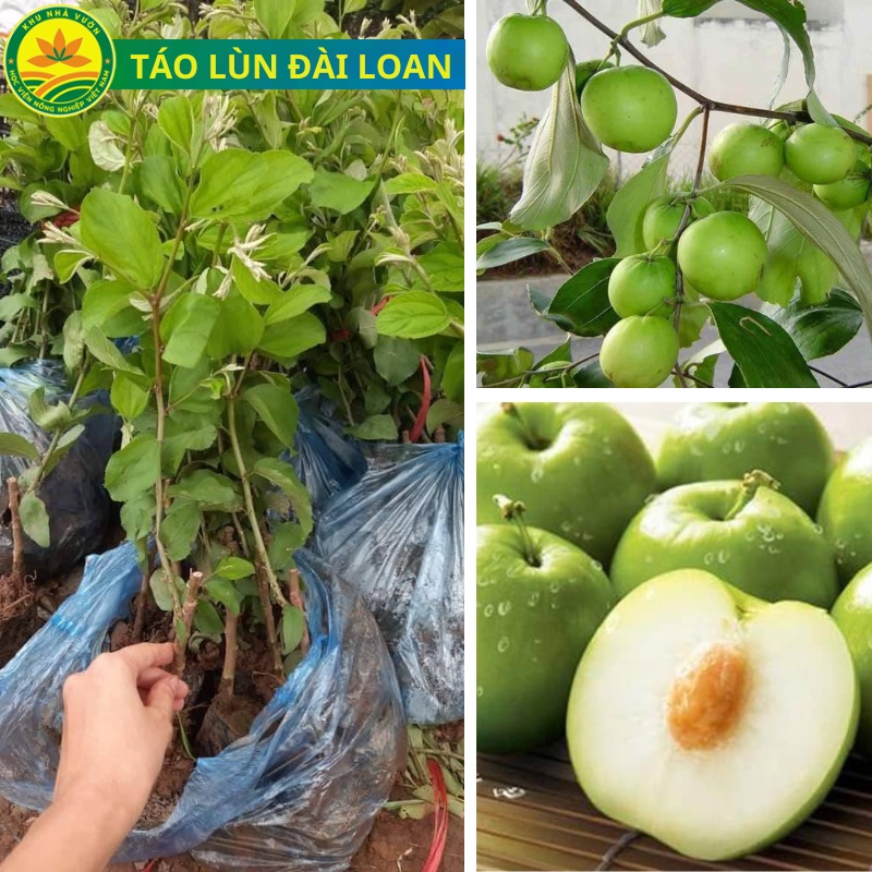 Cây giống sung lùn mỹ giống sung quả to siêu ngọt không bị chát giống cao 40cm cho sau sau 6 tháng t