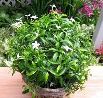 CÂY MAI VẠN PHÚC( CÂY MAI TIỂU THƯ) - CÂY LỚN GỬI ĐI NGUYÊN CHẬU