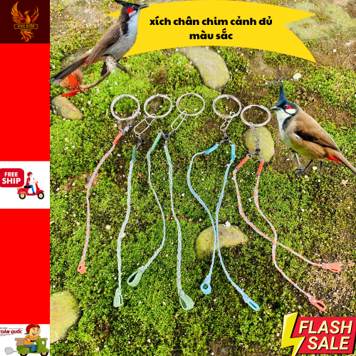 Xích chân chim chào mào chòe chim khuyên chim cu gáy đủ màu sắc