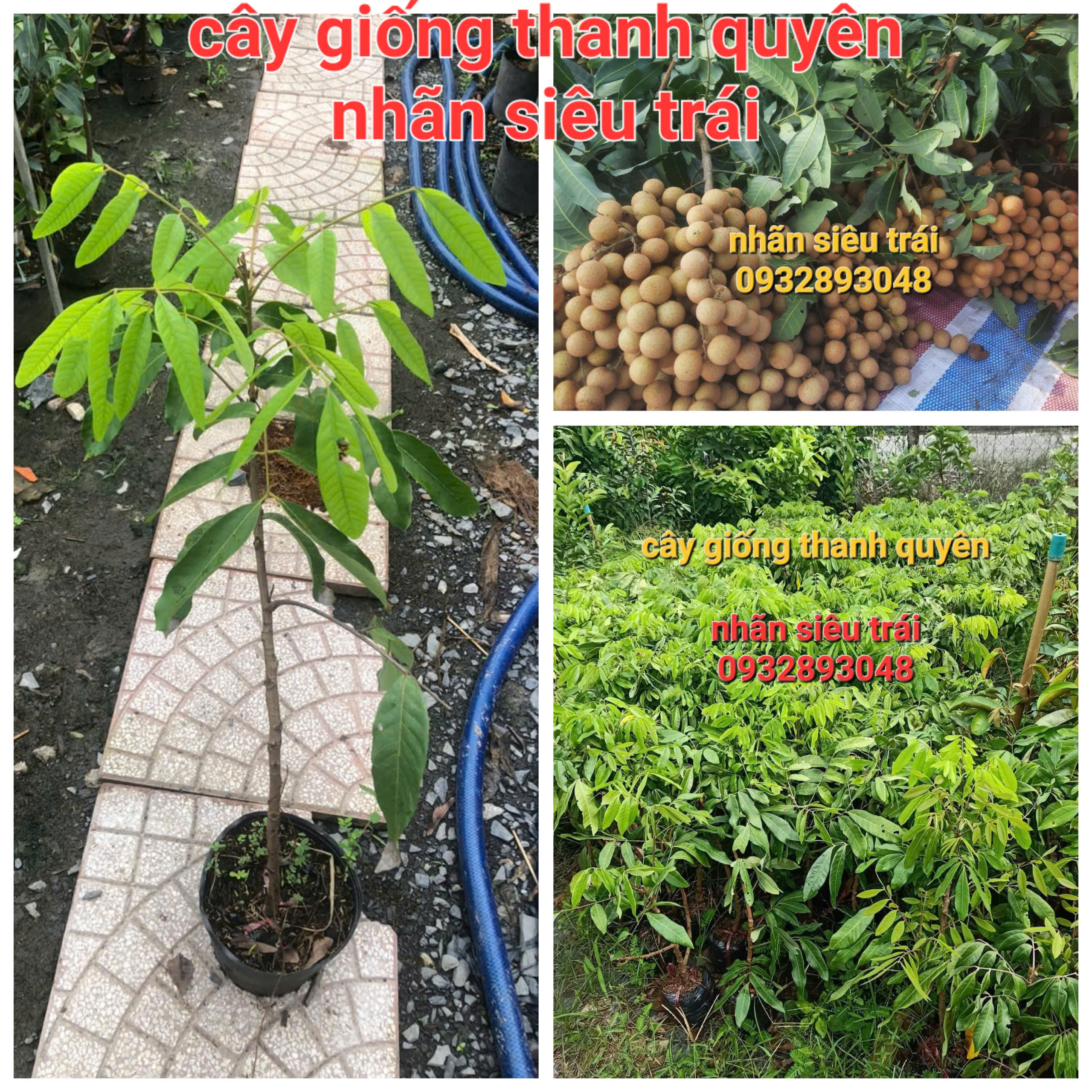 CÂY GIỐNG NHÃN SIÊU TRÁI hay còn gọi NHÃN HỒNG PHÚC,NHÃN HƯƠNG CHI.cây chiết nhánh cao 50cm đến 8cm.