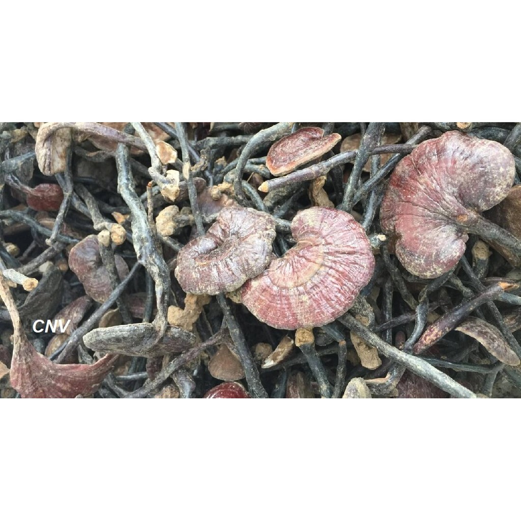 NẤM TRÚC RỪNG SẠCH- NGUYÊN CHẤT ..