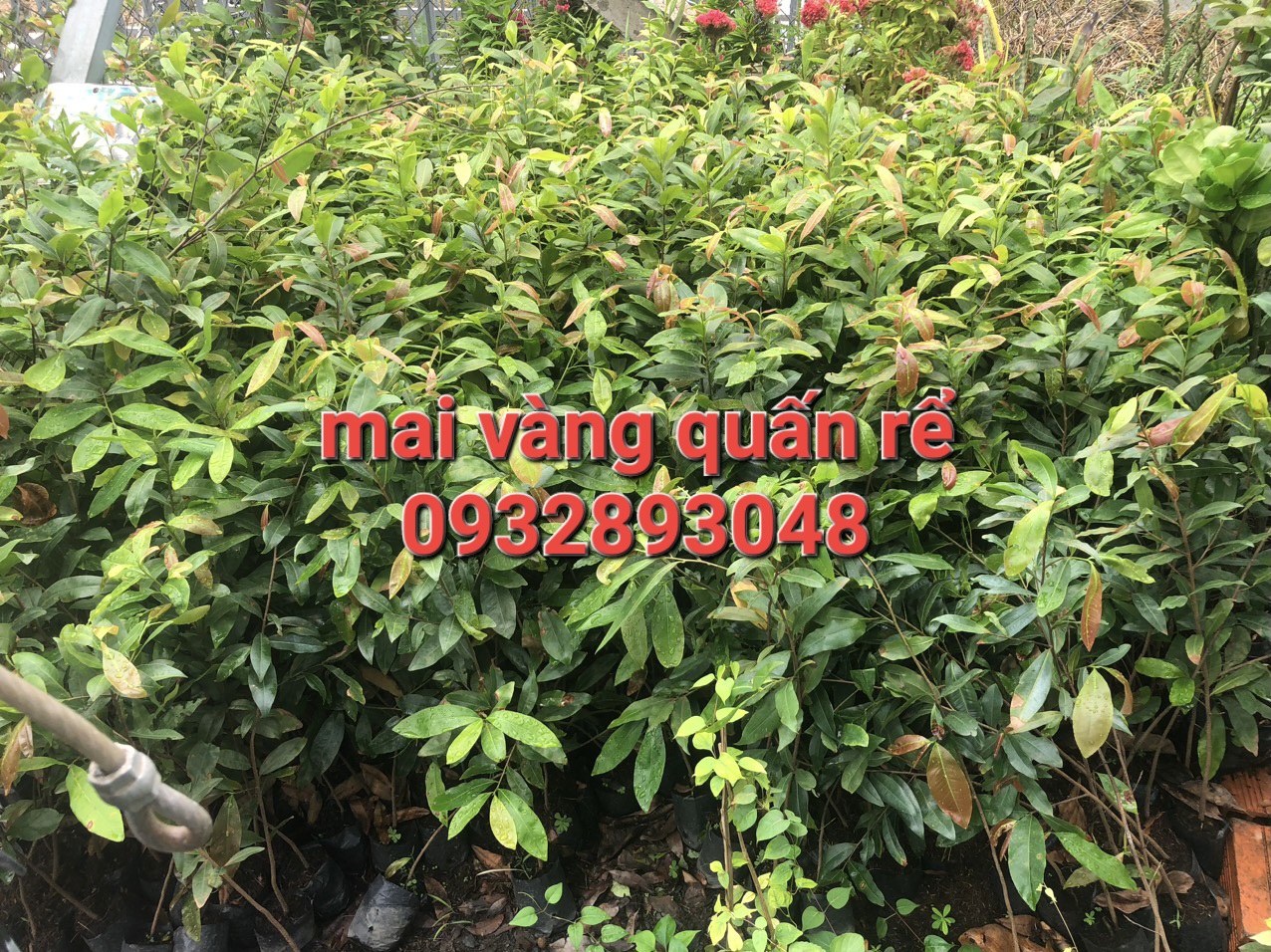 CÂY GIỐNG MAI CON QUẤN RỂcây cao trung bình 100cm đến 150cm