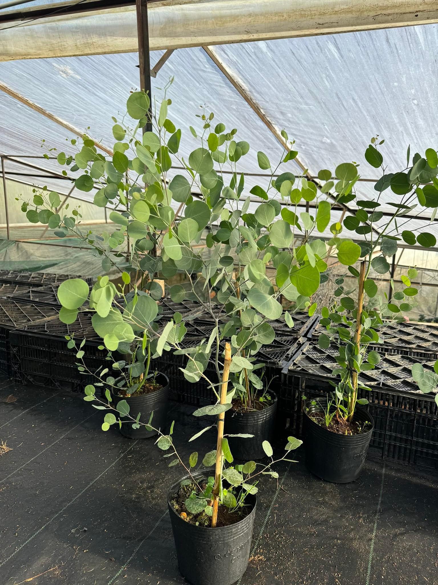 Chậu cây giống khuynh diệp đô la lá Táo - Eucalyptus polyanthemos