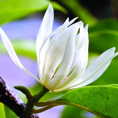 Cây hoa ngọc lan trắng giống hoa ngọc lan trắng đang nụ cây cao 50cm