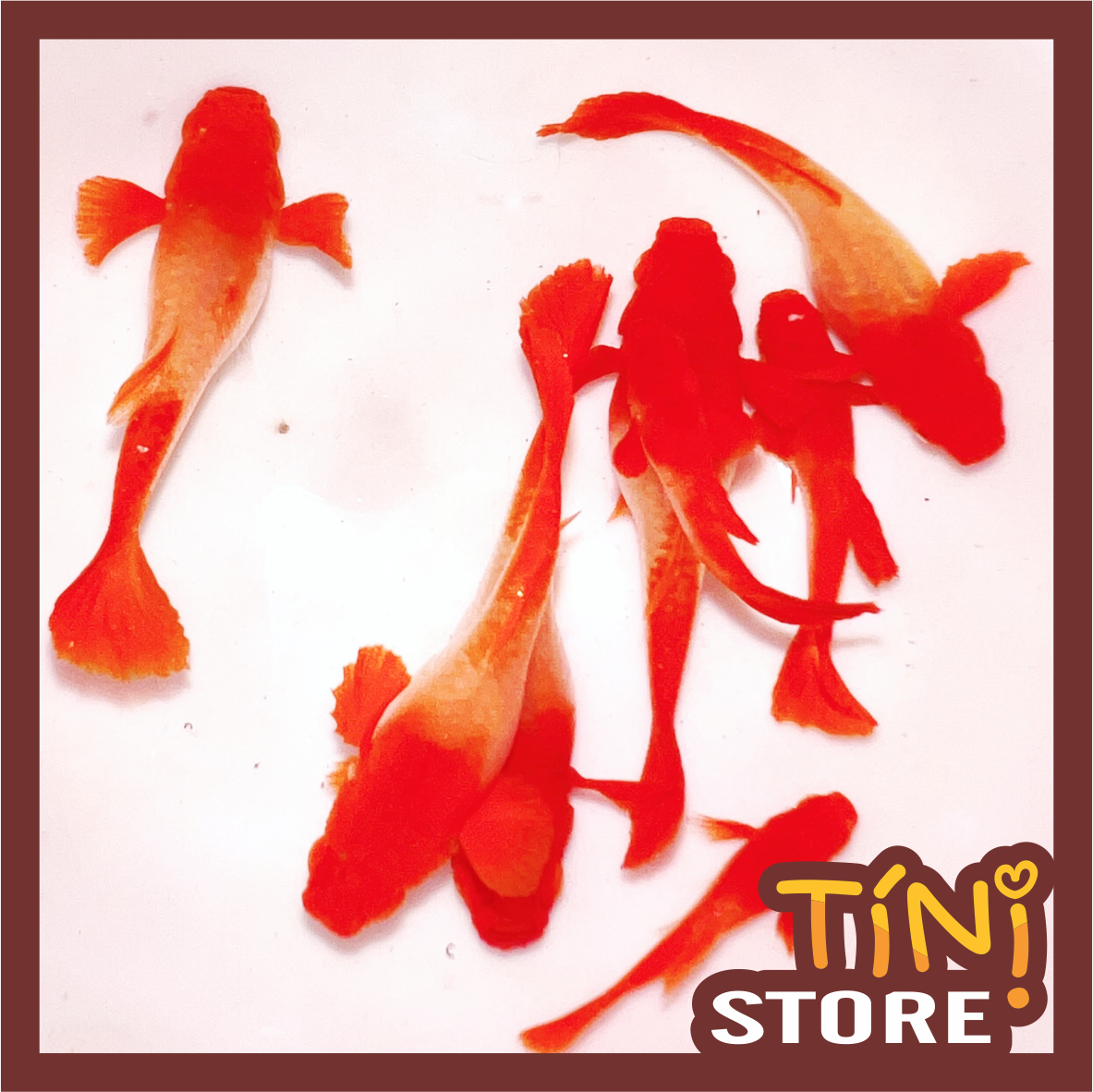 Combo Koi red Ear Guppy Trang trí bể thủy sinh - Có bảo hành - Không cần sủi oxy - tặng thức ăn - Tí