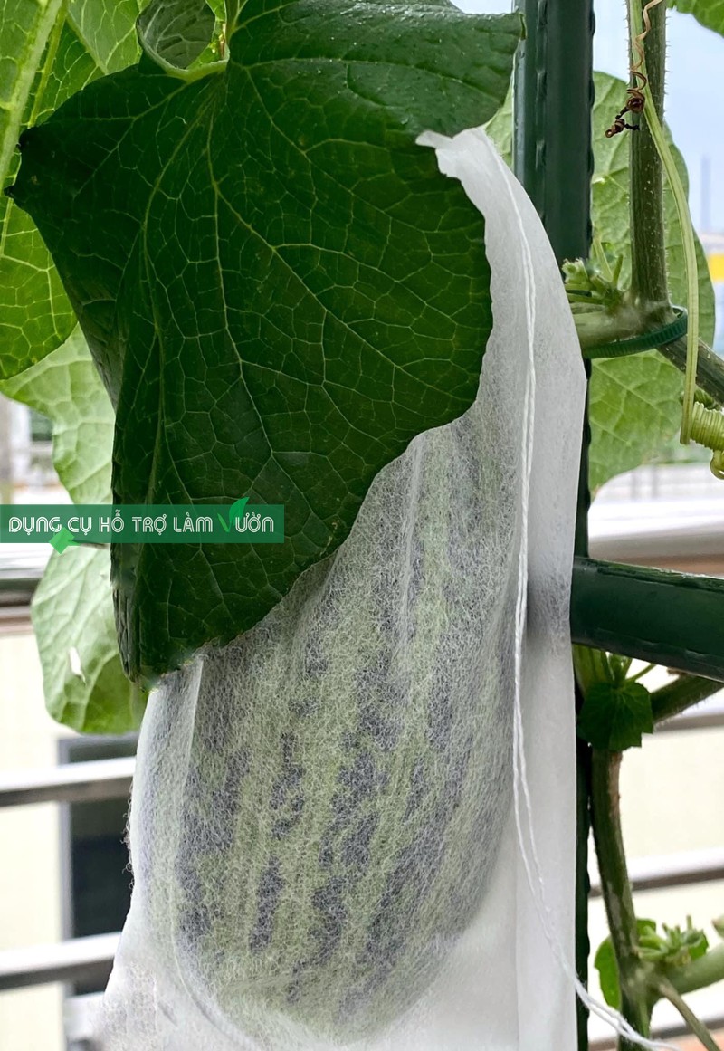 Túi bọc trái cây KT 15x50cm túi bao trái. bao bọc trái cay