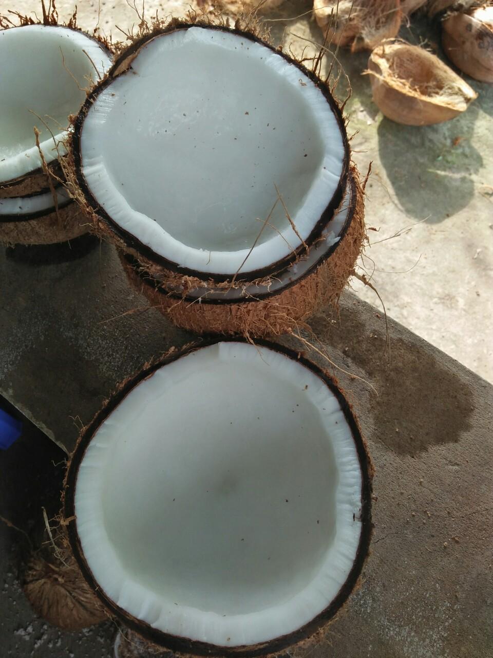 Dừa khô nguyên trái ( dừa già)