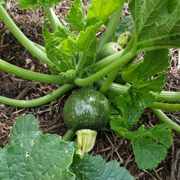Hạt giống bí ngòi tròn - bí ngồi baby da láng giống khỏe PSV88 | Phởms Market