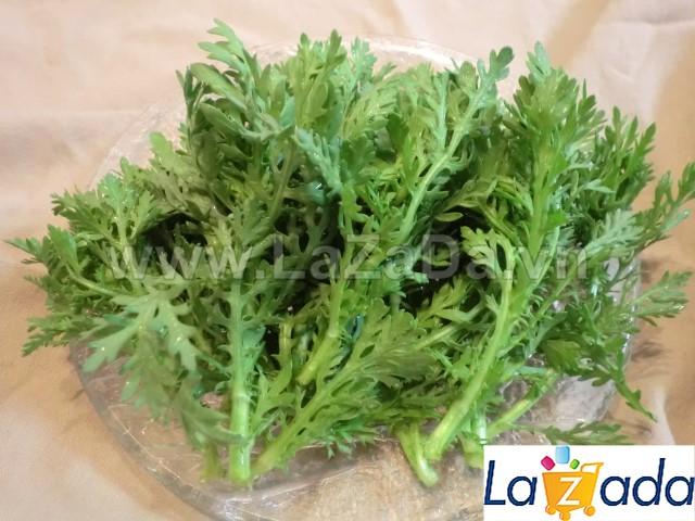 20Gr Hạt Giống Rau Tần Ô/ Cải Cúc Tẻ (A3.202| Y1*W65)