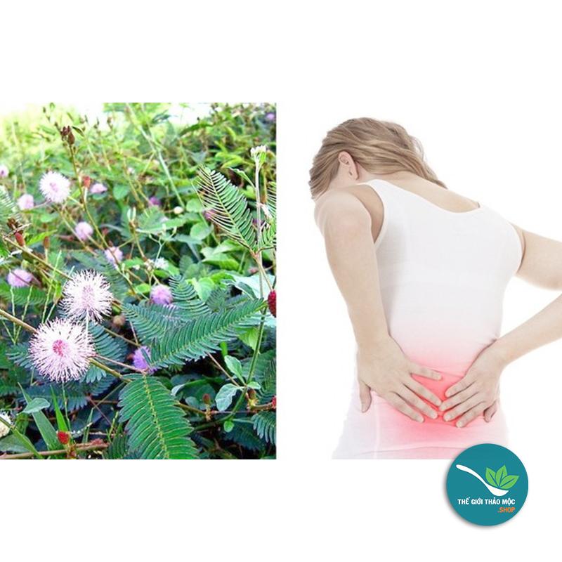 Cây xấu hổ Khô 1KG - TM145
