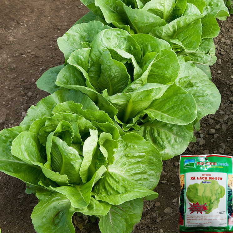 [HCM]Hạt giống Xà Lách Chịu Mưa 978 Cao Sản Phú Nông - Gói 10g - Dễ trồng Dễ chăm sóc lớn nhanh Divi