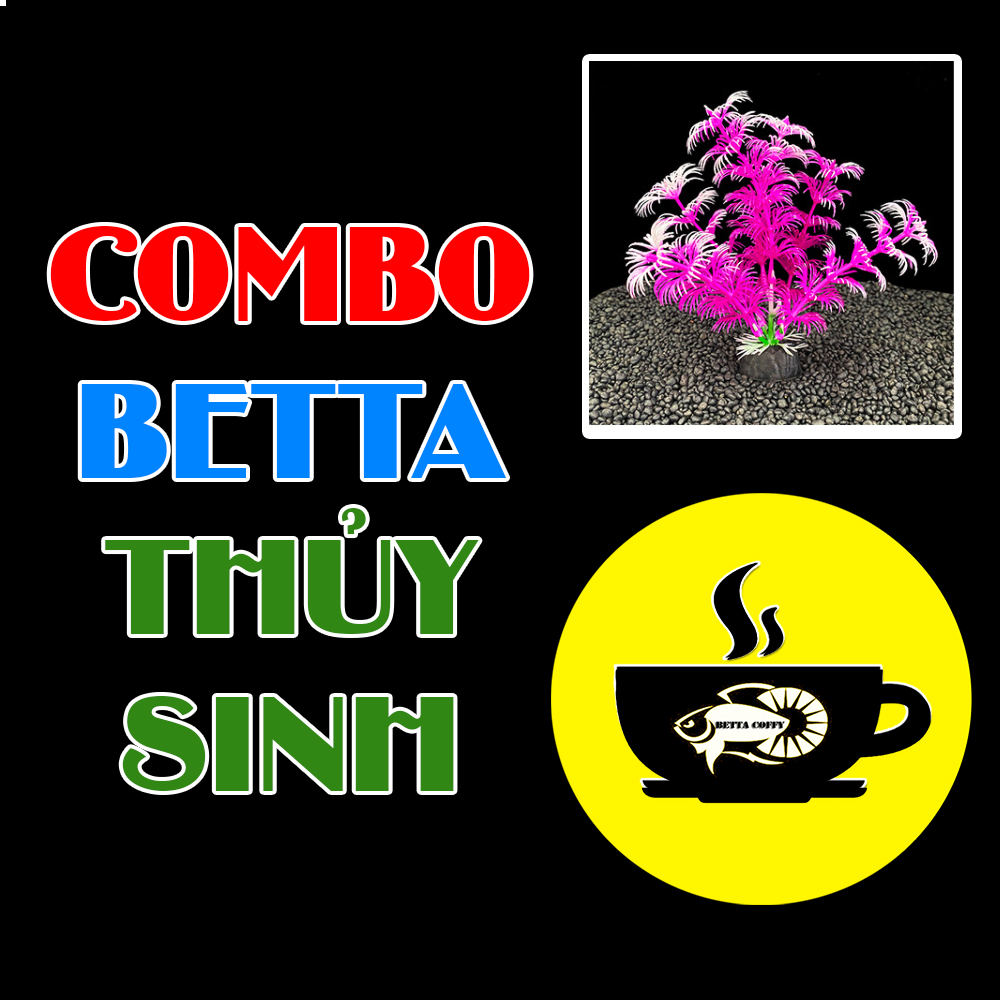 Bức tranh COMBO BETTA THỦY SINH Dán Lên Bể Cá Trang Trí Hồ Cá