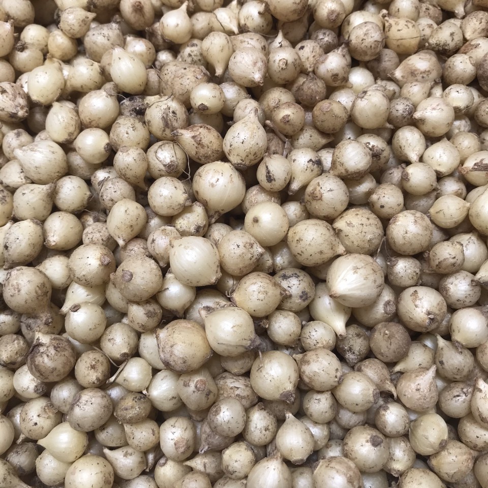 Hành Tăm Củ Lớn(Củ Nén) Quảng Trị 1kg (Nhà Trồng)