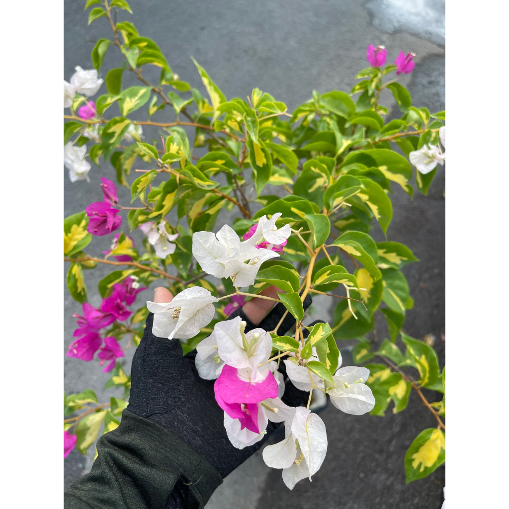 Chậu cây hoa giấy giống mới lá cẩm thạch vàng hoa 2 màu trắng vs hồng tạo dáng bonsai rất đẹp