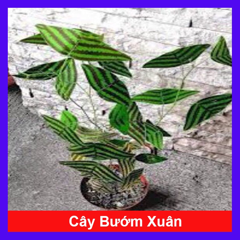 Cây Bướm Xuân - cây cảnh để bàn - cây cảnh mini - cây cảnh đẹp - HKPQ