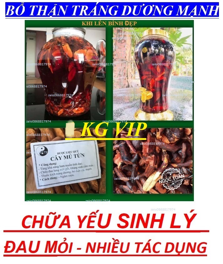 [XẢ HÀNG VIP].KHẮC TINH YẾU_SINH_LÝ+ĐAU MỎI+SUY NHƯỢC CƠ THỂ+TĂNG HAM MUỐN+HỒI XUÂN+BỔ THẬN+TRÁNG DƯƠNG CỰC ĐỈNH CHO NAM/NỮ_MÚ TỪN TUYẾT SƠN NÚI CAO MT 1.6