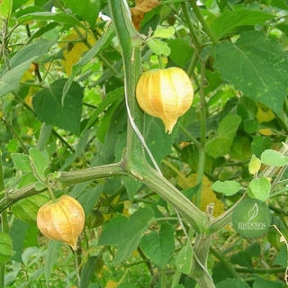 Cây tầm bóp khô (gói 1kg) - TDX080