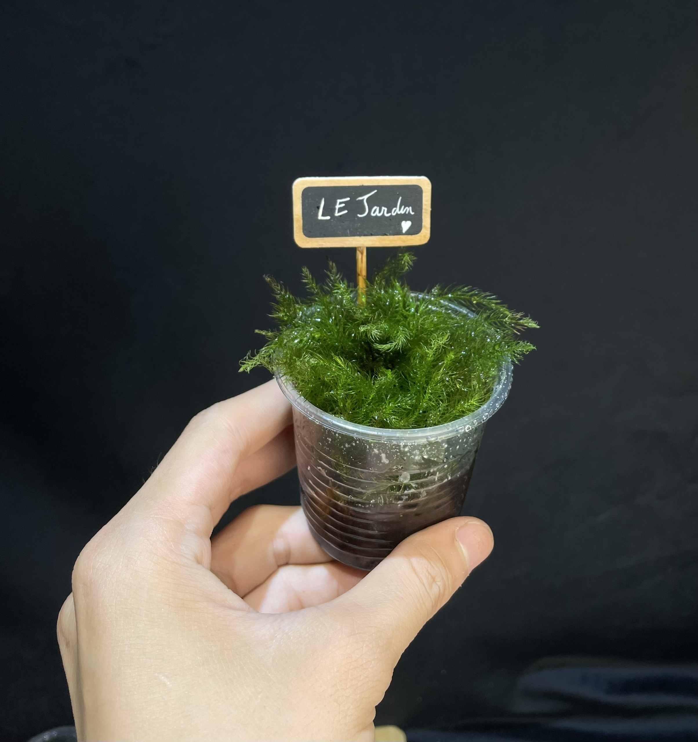 Rêu Xanh Spiny - rêu đuôi sóc terrarium bán cạn hủ 10cm