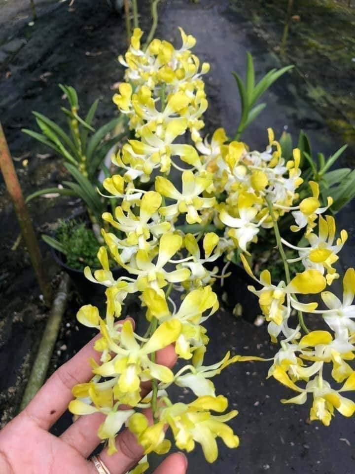 [Giá hủy diệt] Hoa Lan Dendro Banana Alowana hoa thơm chậu cây giống chăm cuối năm cho hoa