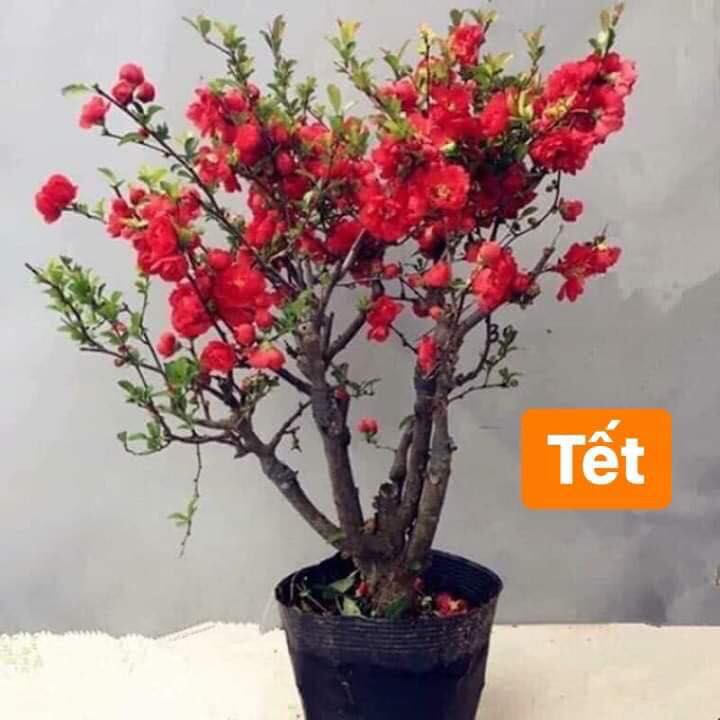 Cây hoa Mai Đỏ Nhật bonsai TỨ QUÝ CHẬU HOA QUANH NĂM SIÊU ĐẸP - NBMDTQTQ