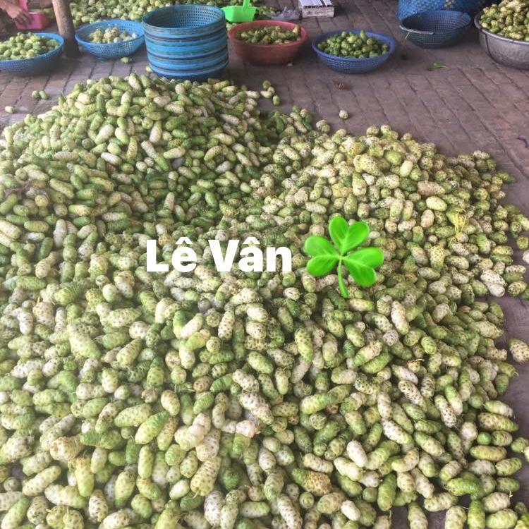 [Hcm]Trái Nhàu Khô Và Tươi