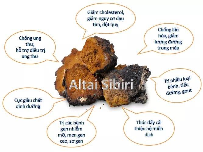 Nấm Chaga - Kim Cương Rừng Xanh Của Nga - Gói 200Gr Tiết Kiệm 20K