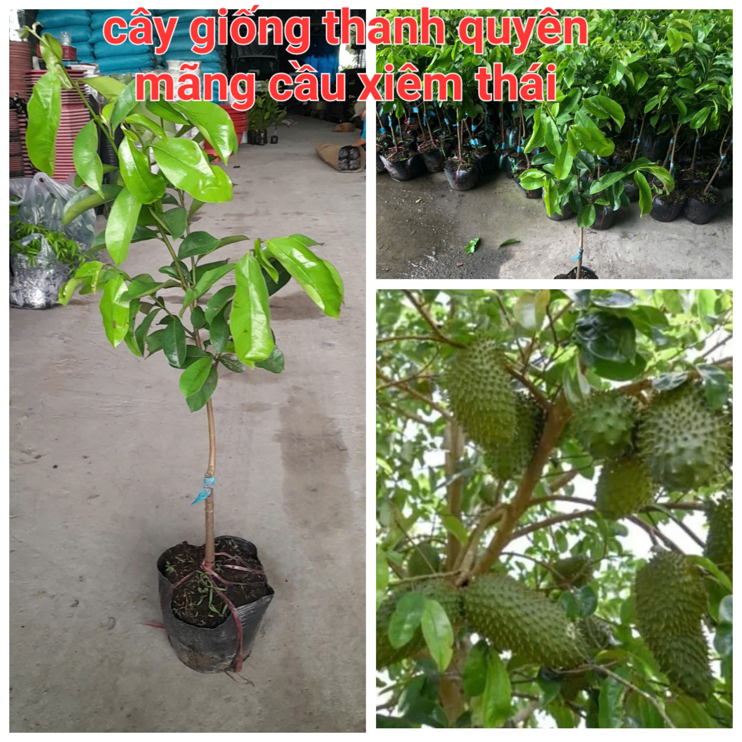 CÂY GIỐNG MÃNG CẦU XIÊM THÁI hay còn gọi MÃNG CẦU GAI cây lớn cao 1m đến 1m5(cây ghép bo)