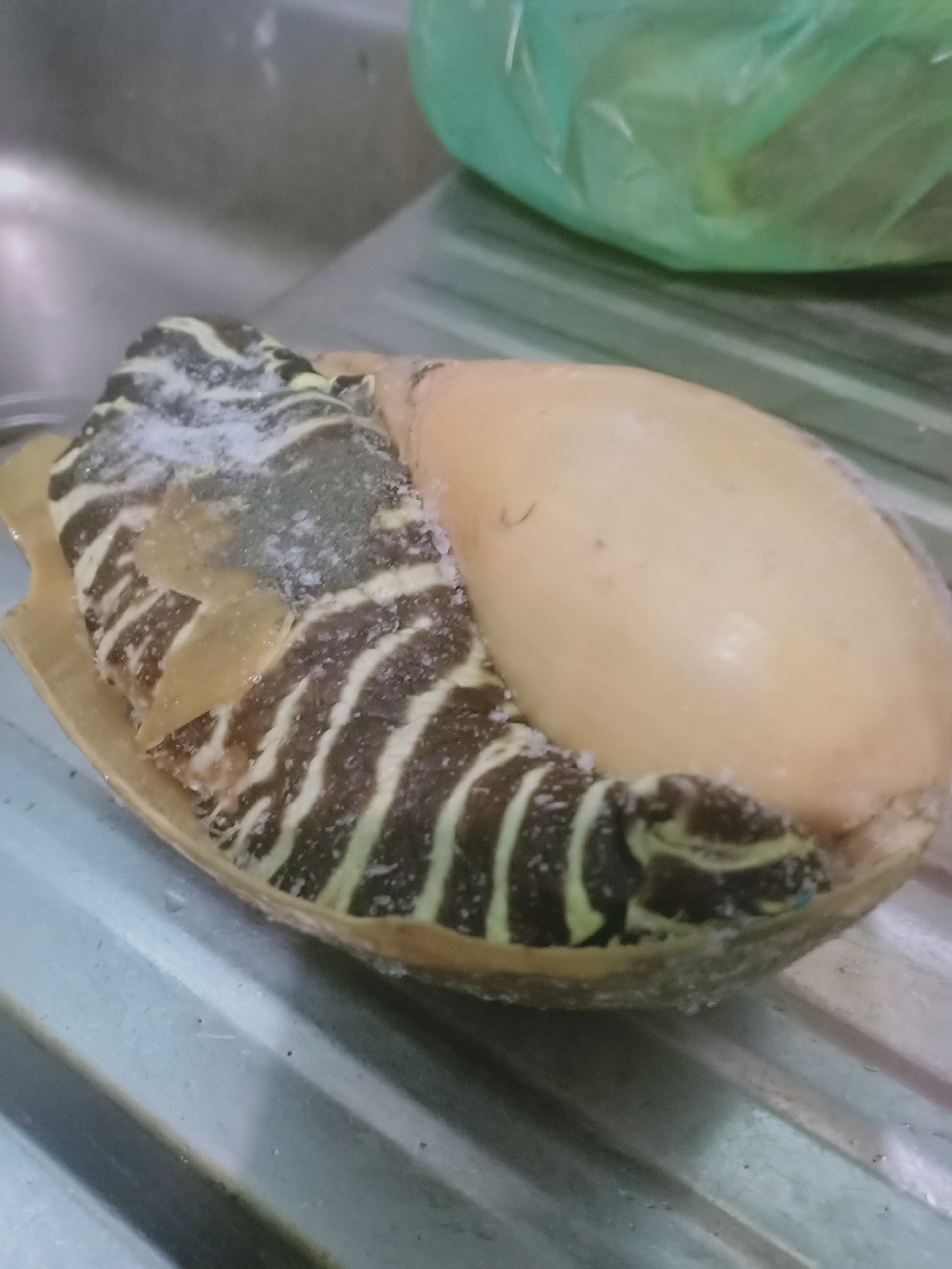 Ốc Giát Vàng