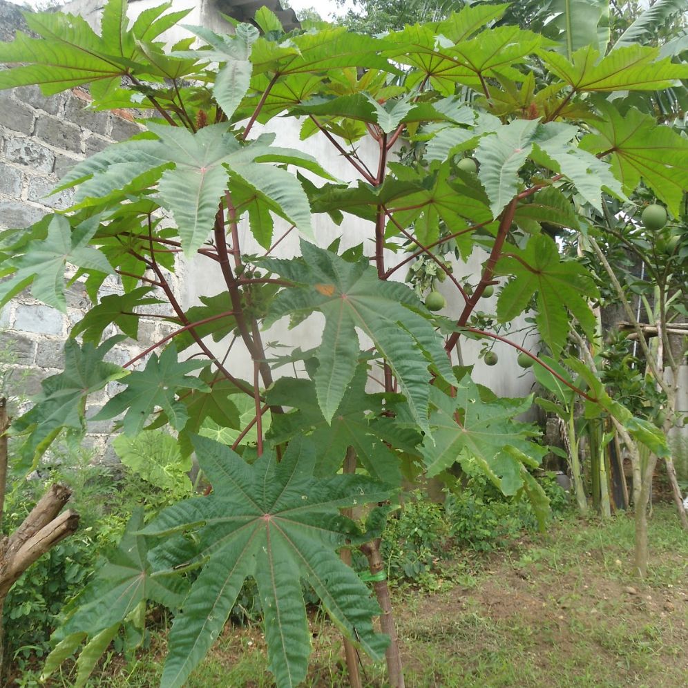 cây thầu dầu