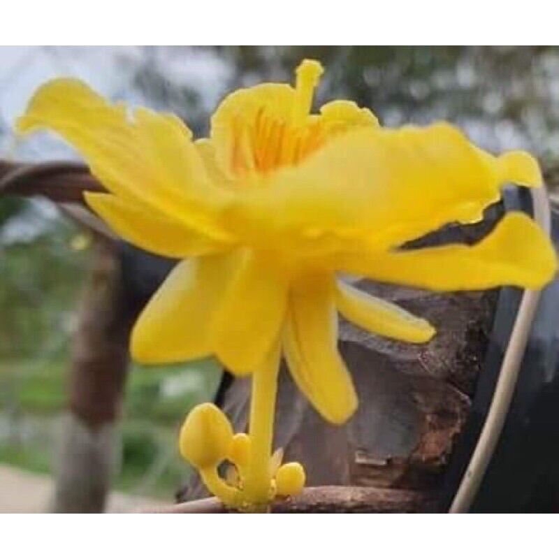 [HCM]Mai lá ngọc cành vàng cây mai đột biến (cây ghép gốc quái mai vàng quấn rễ)